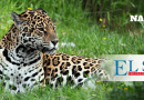 Un leopardo se refugia en un árbol para escapar de un perro 2 Jaguar El Siglo