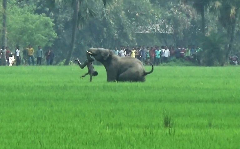 170813 elefante india