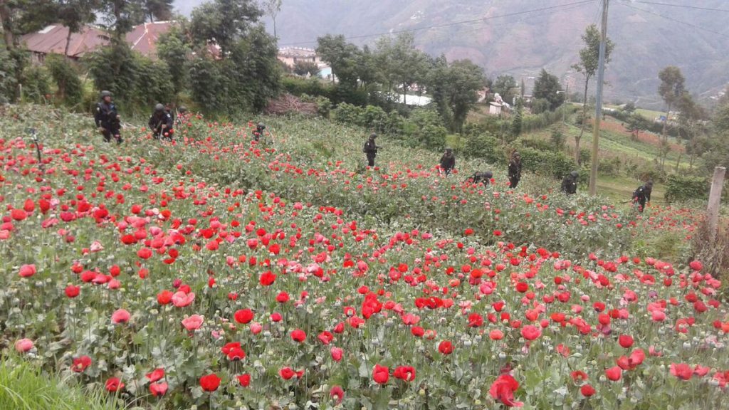 180519 amapola estado de sitio