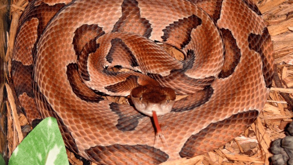 El cazador "más desafortunado" de EE.UU. salta una zanja y es mordido en la cabeza por una serpiente venenosa 1 5e250132e9ff71335e648462