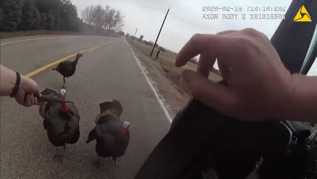Un policía quiere retirar a unos pavos de la carretera, pero estos desatan un inusual y épico enfrentamiento 1 5e5b82ace9ff716e56748e93