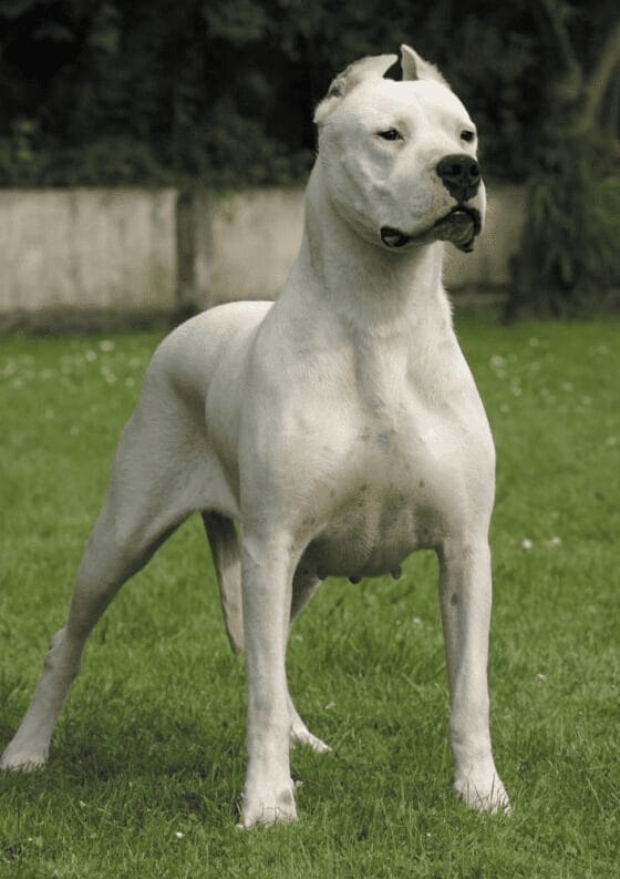 Dogo Titulo