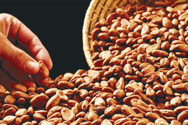 cacao