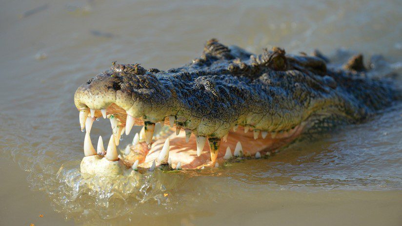 cocogigante