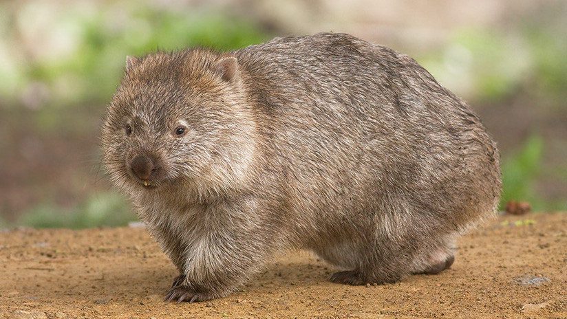 Un adorable wómbat se rasca el trasero al ritmo 'wiggle, wiggle' 3 wombat