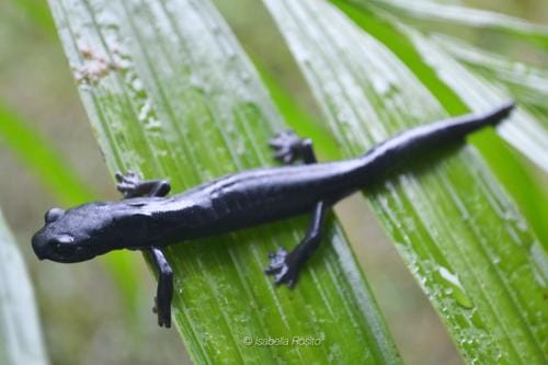 Nueva especie de salamandra
