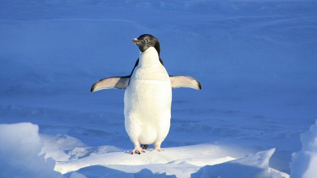 Pinguino viral
