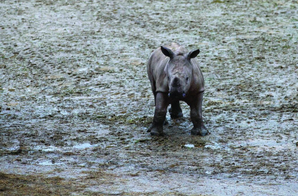 Becerro de rinoceronte descubre jirafas, cebras y antílope 1 Rhino claf 5