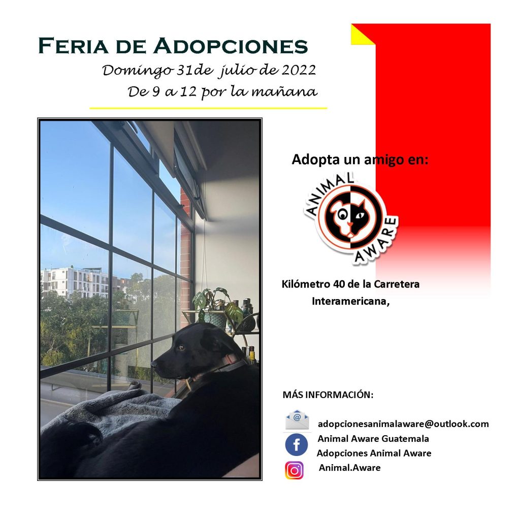 Adopta, no compres 1 feria de adopciones julio 2021