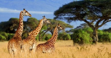 viaje Tanzania