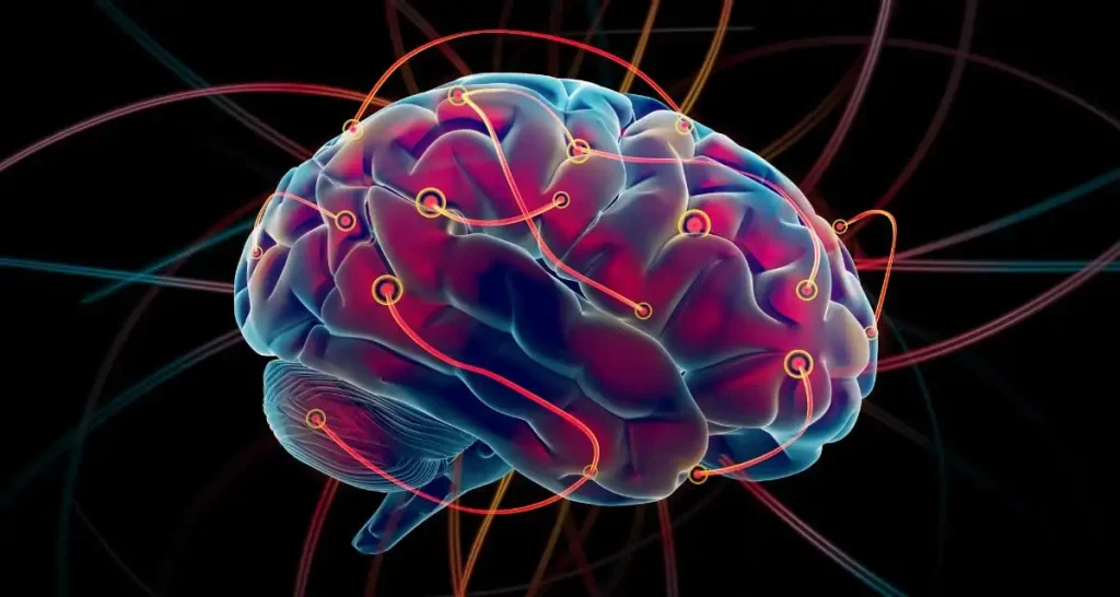 ¿Está la inteligencia vinculada al tamaño del cerebro? 1 Imagen de un cerebro, para ilustrar la relación entre el cerebro y la inteligencia.