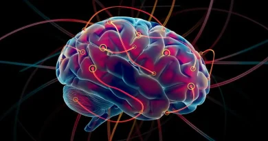 Imagen de un cerebro, para ilustrar la relación entre el cerebro y la inteligencia.