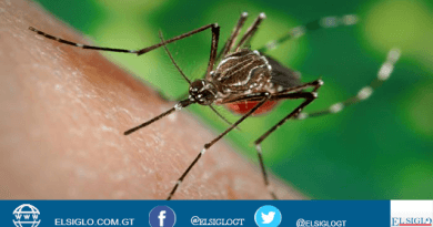 imagen de referencia de enfermedades transmitidas por mosquitos