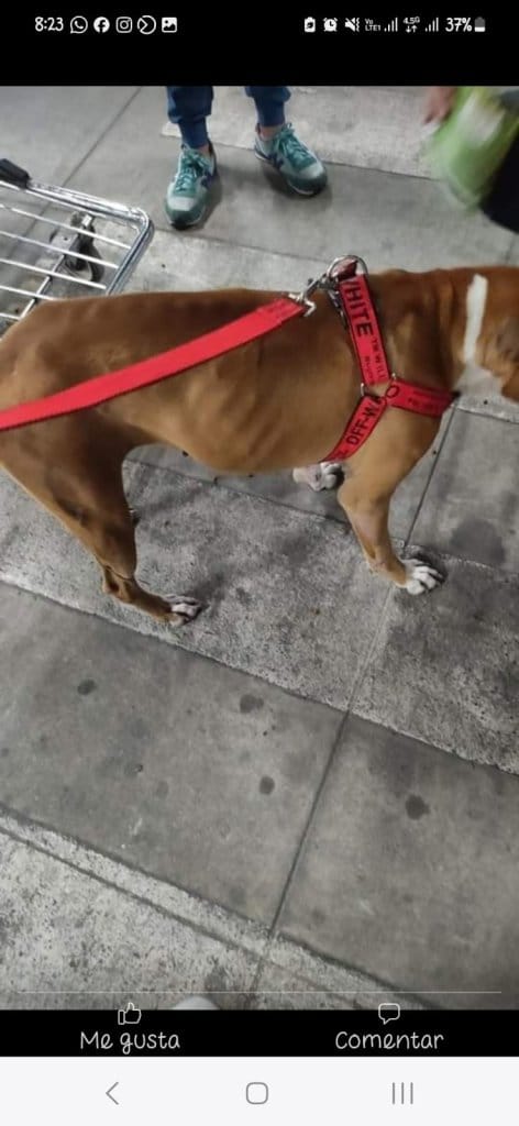 Ideas para impulsar la protección animal 7 1000050375