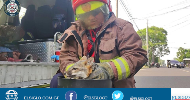 fotografía de un bombeo Municipal de Guatemala cargando un zorro gris.