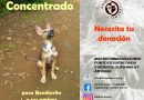 Bomberito perrito rescatado por Animal AWARE