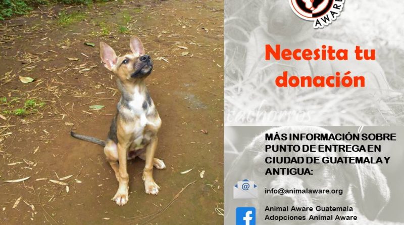 Bomberito perrito rescatado por Animal AWARE
