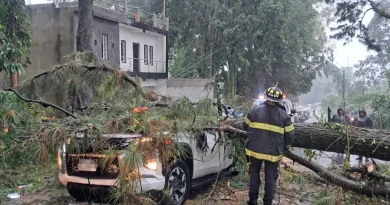 Árbol cae sobre vehículo en Quetzaltenango