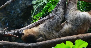 foto del osos perezoso en el zoológico la aurora