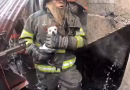 VIDEO: Bomberos rescatan a varios perritos y gallinas tras incendio en una vivienda de Canalitos, zona 24