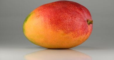 LA HISTORIA DEL MANGO LA HISTORIA DEL MANGO